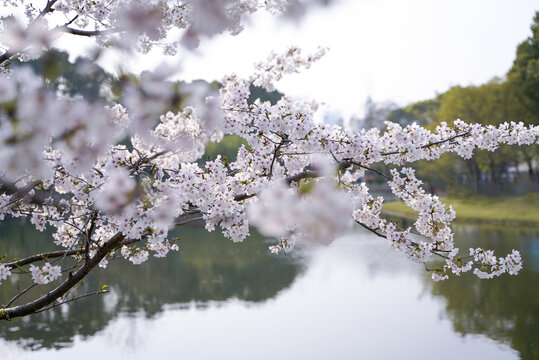 岸边染井吉野樱