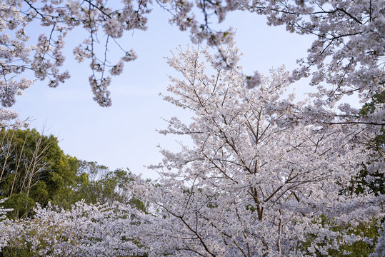 樱花树