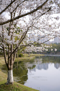 岸边染井吉野樱