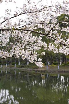 河边樱花树