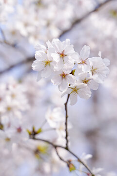 樱花花瓣