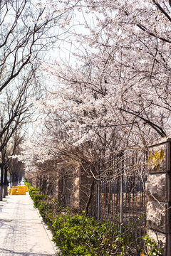 樱花海棠花