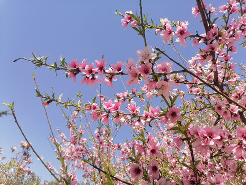 春天桃花