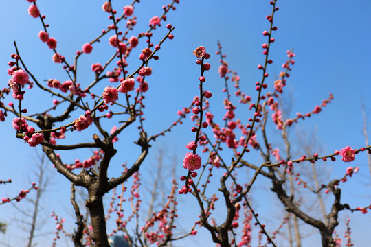 枝头盛开的梅花