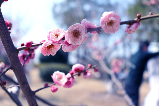 梅花特写