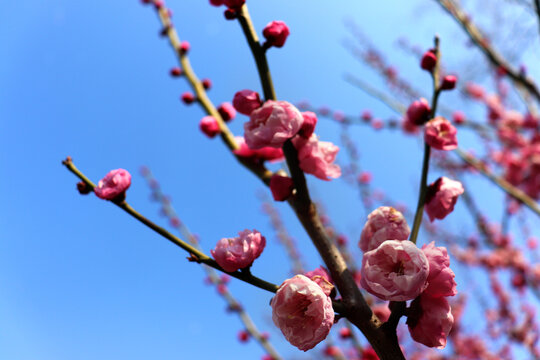 一串梅花