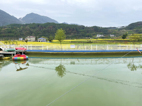 油菜花