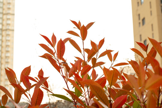 橙红色花草植物叶子