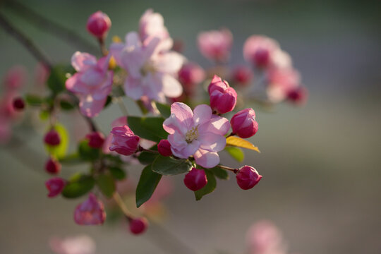 春天的西府海棠花