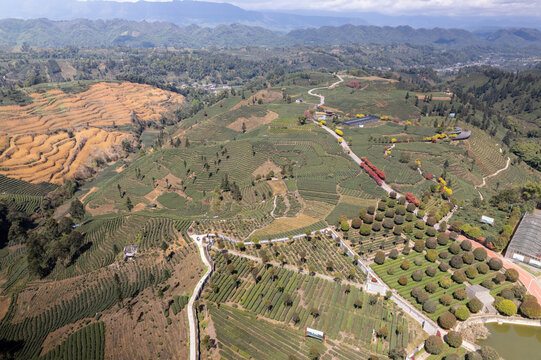 四川雅安蒙顶山牛碾坪茶山