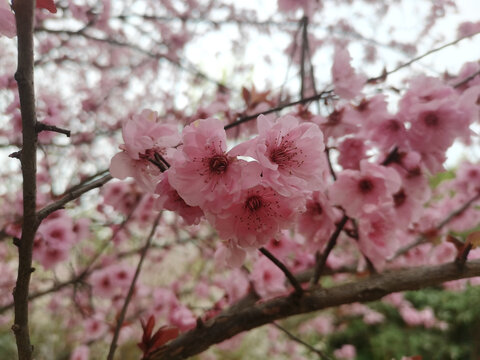 桃花樱花粉色花