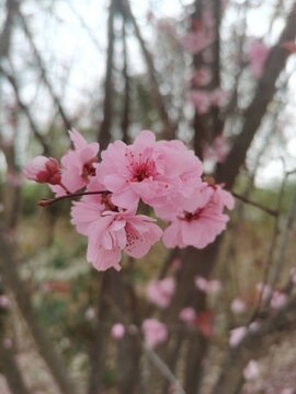 桃花樱花粉色花