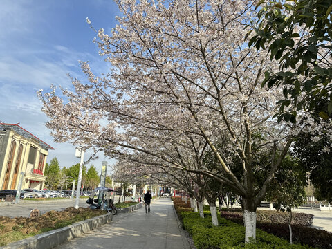 樱花树