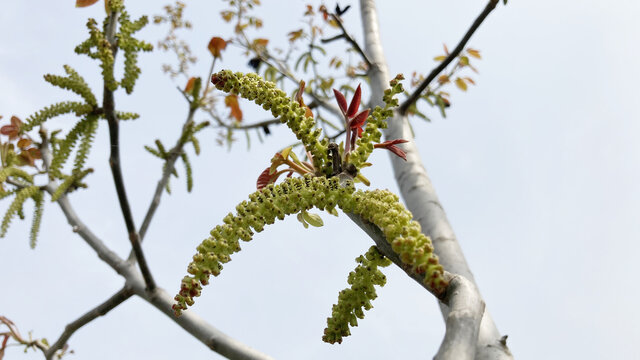 核桃花核桃树