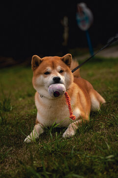 宠物狗柴犬