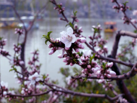 桃花