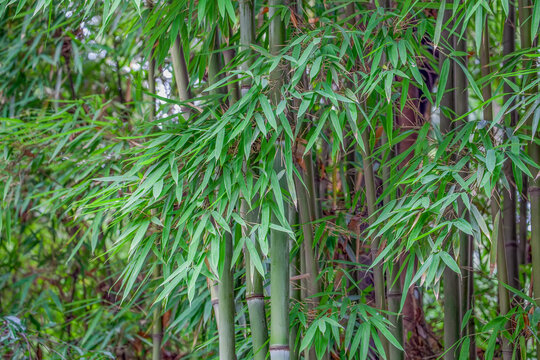 杜甫草堂竹林