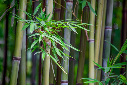 杜甫草堂竹林