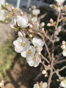 野樱桃花