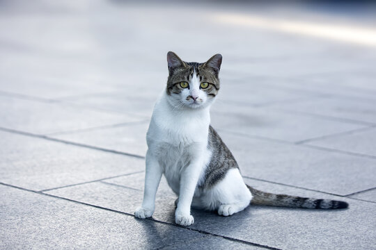 发呆的狸花猫