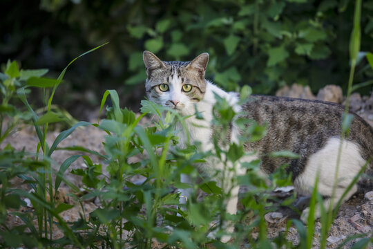 狸花猫