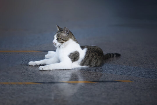 侧身狸花猫