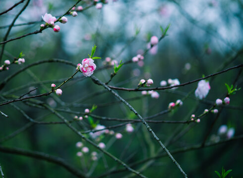 南京明孝陵樱花