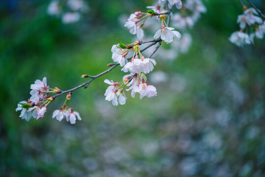 南京明孝陵樱花