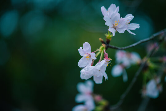 南京明孝陵樱花