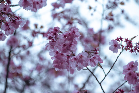 南京明孝陵樱花