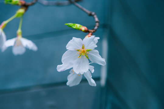 南京明孝陵樱花