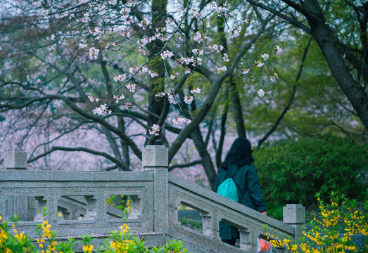 南京明孝陵樱花