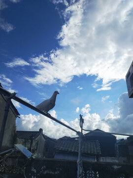 鸽子与天空
