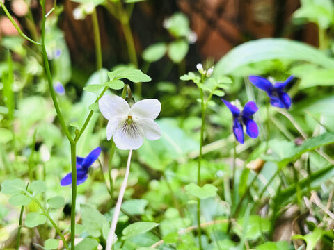 紫花堇菜