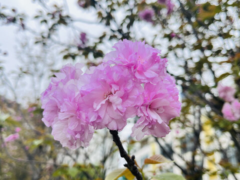 东京樱花