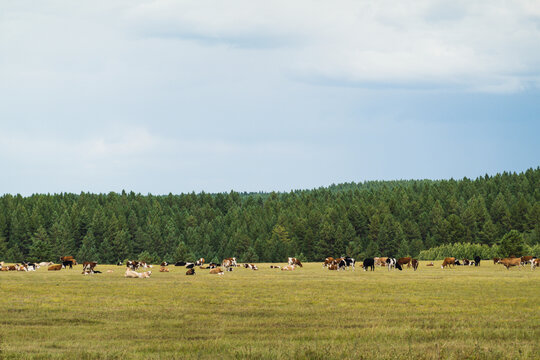 草原牧场牛群森林