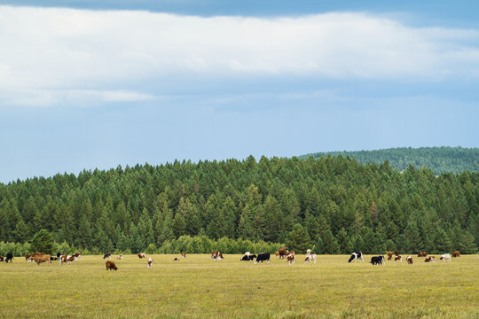 草原森林牧场牛群