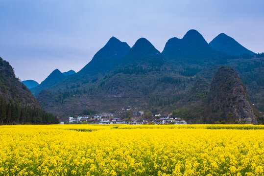 油菜花田园风景