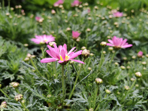 木春菊花