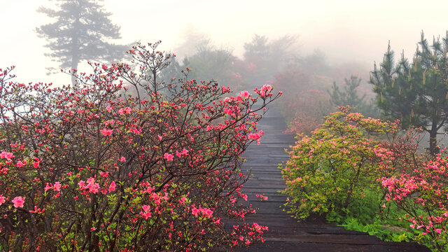 麻城龟峰山杜鹃花