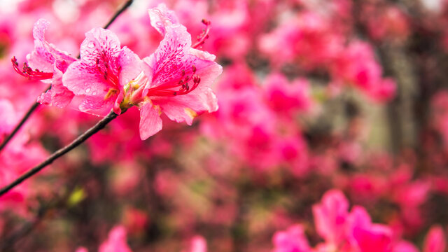 麻城龟峰山杜鹃花