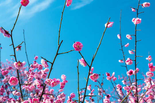 在蓝天下盛开的桃花
