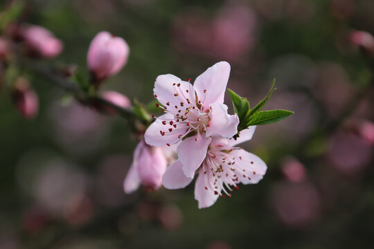 春消息花朵