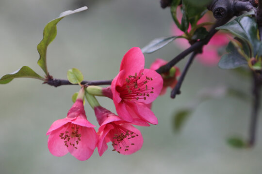 春消息红色花朵