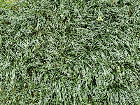 绿色麦冬草背景