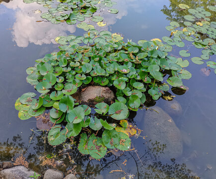 水中癞蛤蟆