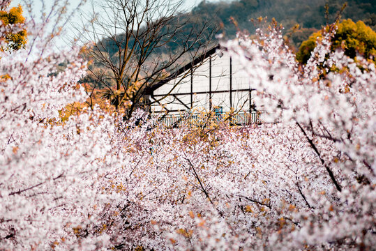 岳阳花语世界樱花园