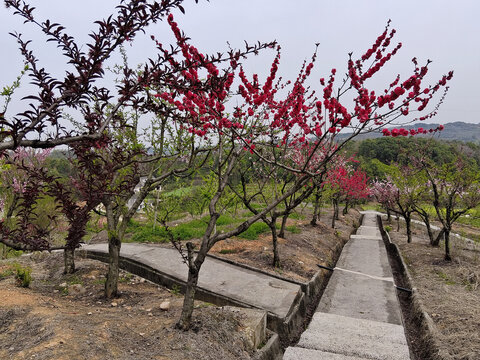 桃花桃花园