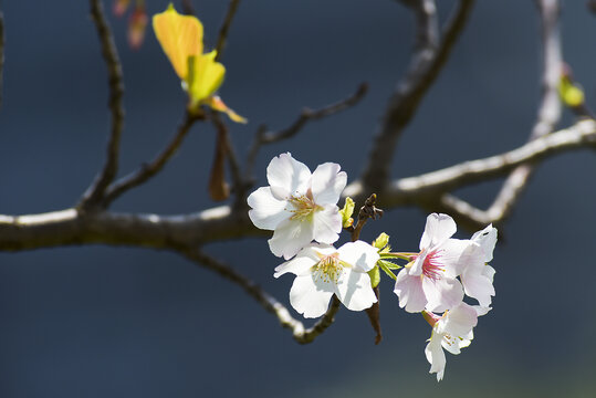 樱花