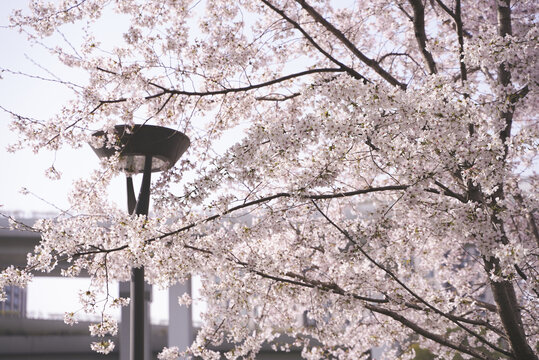 路灯与樱花树